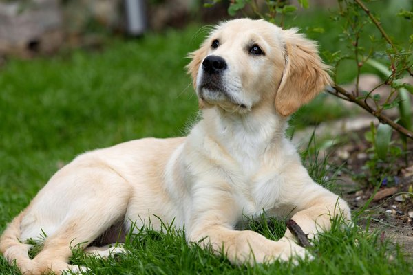 Pourquoi mon chien aboie-t-il constamment ?