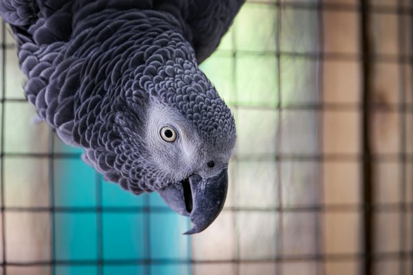 Les dernières tendances en adoption d'animaux en 2024