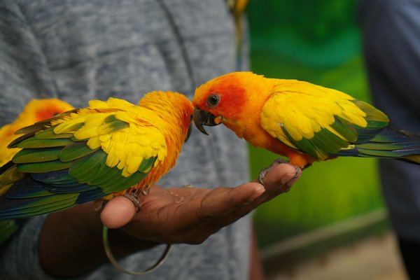 Quelle litière est la plus adaptée pour un chat Sibérien souffrant d'asthme?