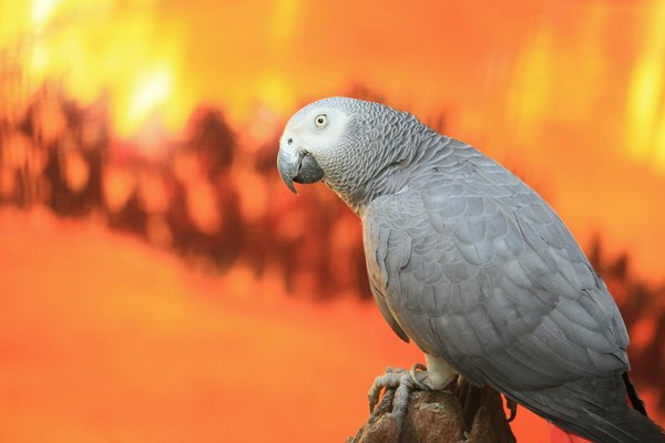 Lémuriens vs. Singes : les différences-clés